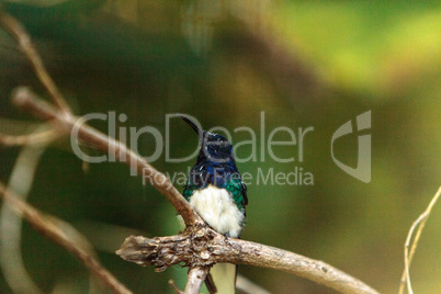 White necked Jacobin hummingbird known as Florisuga mellivora