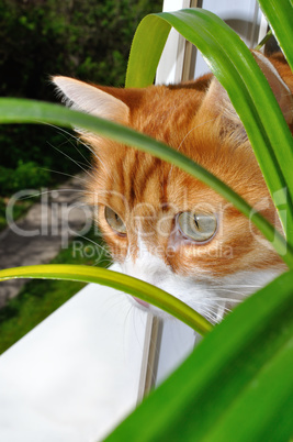 A looking red cat from behind the flowers