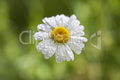 Margerite - Wassertropfen