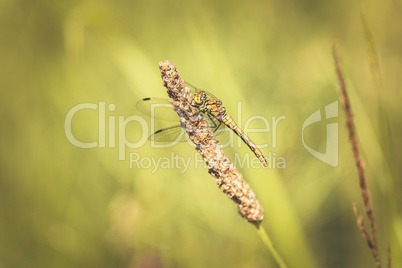 Gemeine Heidelibelle - Sympetrum vulgatum