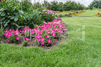 border of flowers