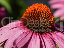 Sonnenhut, Echinacea purpurea