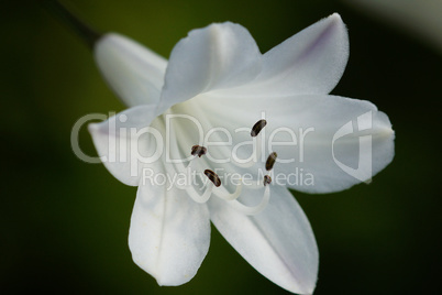 Schmucklilie, Agapanthus