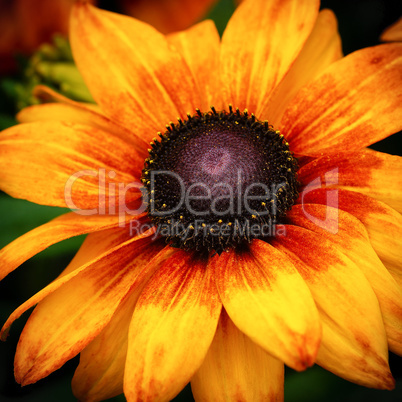 Rudbeckia Summerina, Rudbeckia Hybride