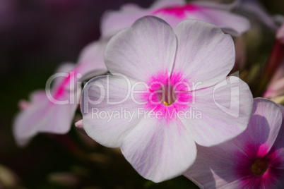 Hoher Staudenphlox, Phlox paniculata