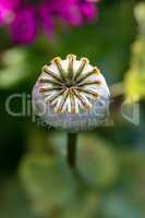 Poppy Seed Head