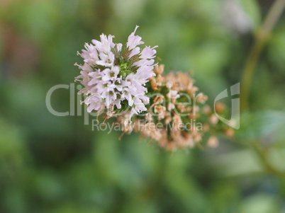 peppermint (Mentha piperita) plant