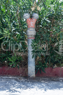 An old hydrant on the pavement, by some plants.