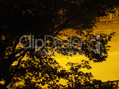 silhouette of tree leaves