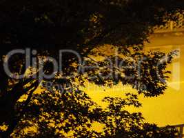 silhouette of tree leaves