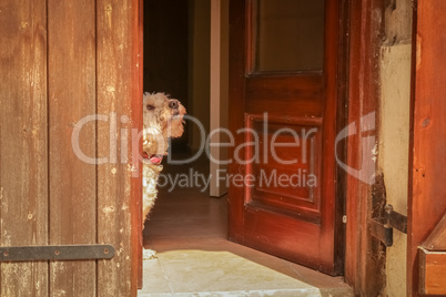 A cute little dog waiting at the doorway.