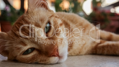 A close up of a cat lying on the floor.