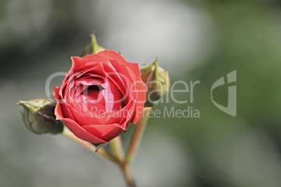 rote Rose mit Knospe