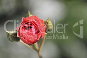 rote Rose mit Knospe