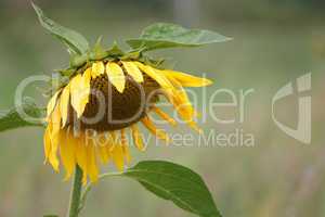 Sonnenblume mit hängendem Kopf