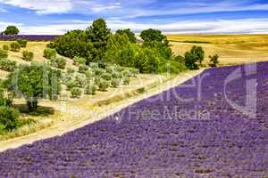 Flowering lavender fields