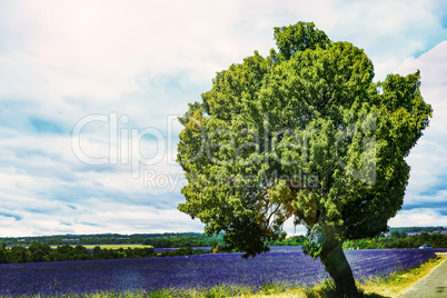 Flowering lavender fields