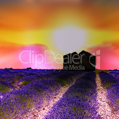 Sunrise over blooming lavender fields