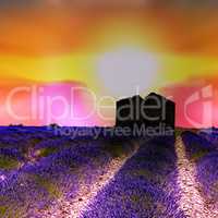 Sunrise over blooming lavender fields