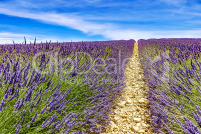 Blooming lavender field