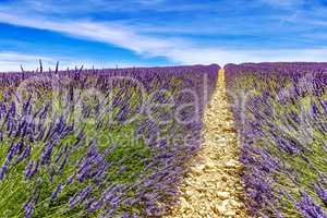 Blooming lavender field