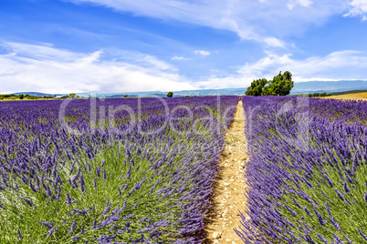 Blooming lavender field