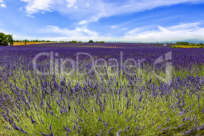 Blooming lavender field