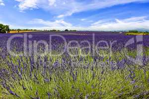 Blooming lavender field