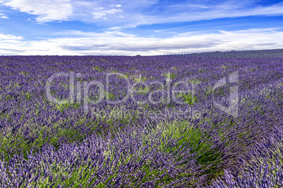 Blooming lavender field