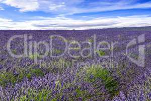 Blooming lavender field