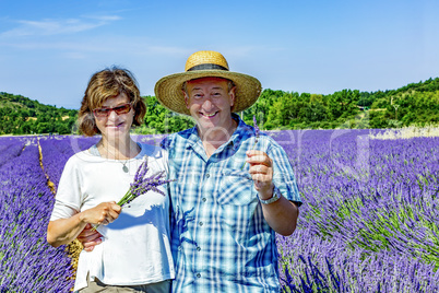 Farmers in the flowering lavender field