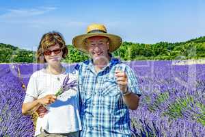 Farmers in the flowering lavender field