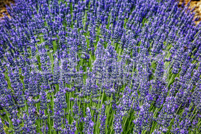 Flowering lavender fields