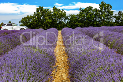 Flowering lavender fields