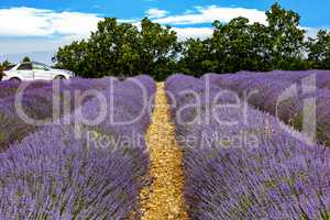 Flowering lavender fields