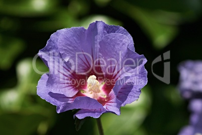 violetter Garteneibisch