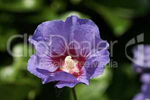 violetter Garteneibisch