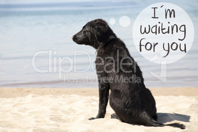 Dog At Sandy Beach, Text I Am Waiting For You