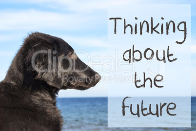 Dog At Ocean, Text Thinking About The Future