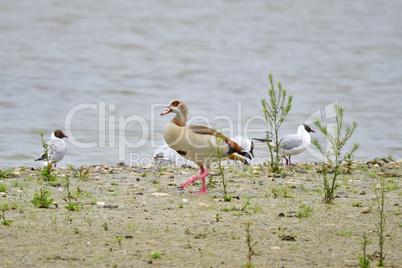 Nilgans