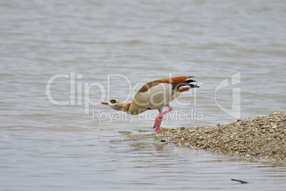 Nilgans