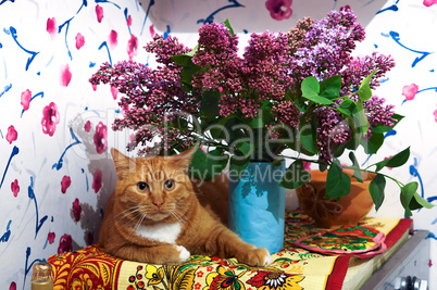 cat, red, lilac, blossoms, spring, flowers, vase, home