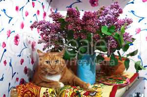 cat, red, lilac, blossoms, spring, flowers, vase, home