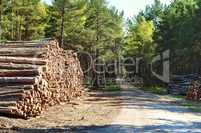 forest, deforestation, felling, cutting, ecology, destroy, cut, fell trees