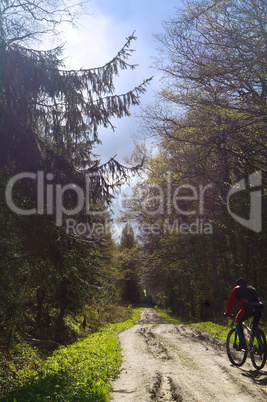 cyclist, forest, walk, travel, adventure, trail, healthy, life, grade, activity