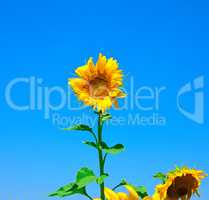 Blooming yellow sunflower against a clear blue sky