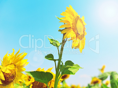 Blooming yellow sunflower in the rays