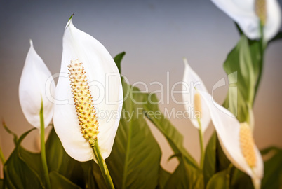 Blooming white flowers spathiphyllum.