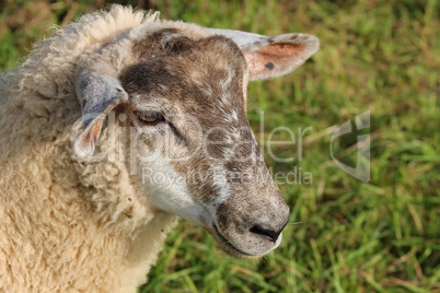 Kopf eines Schafes
