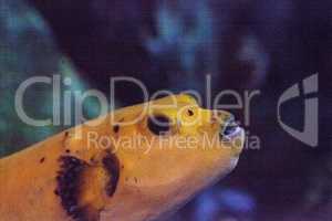 Yellow puffer fish Arothron nigropunctatus